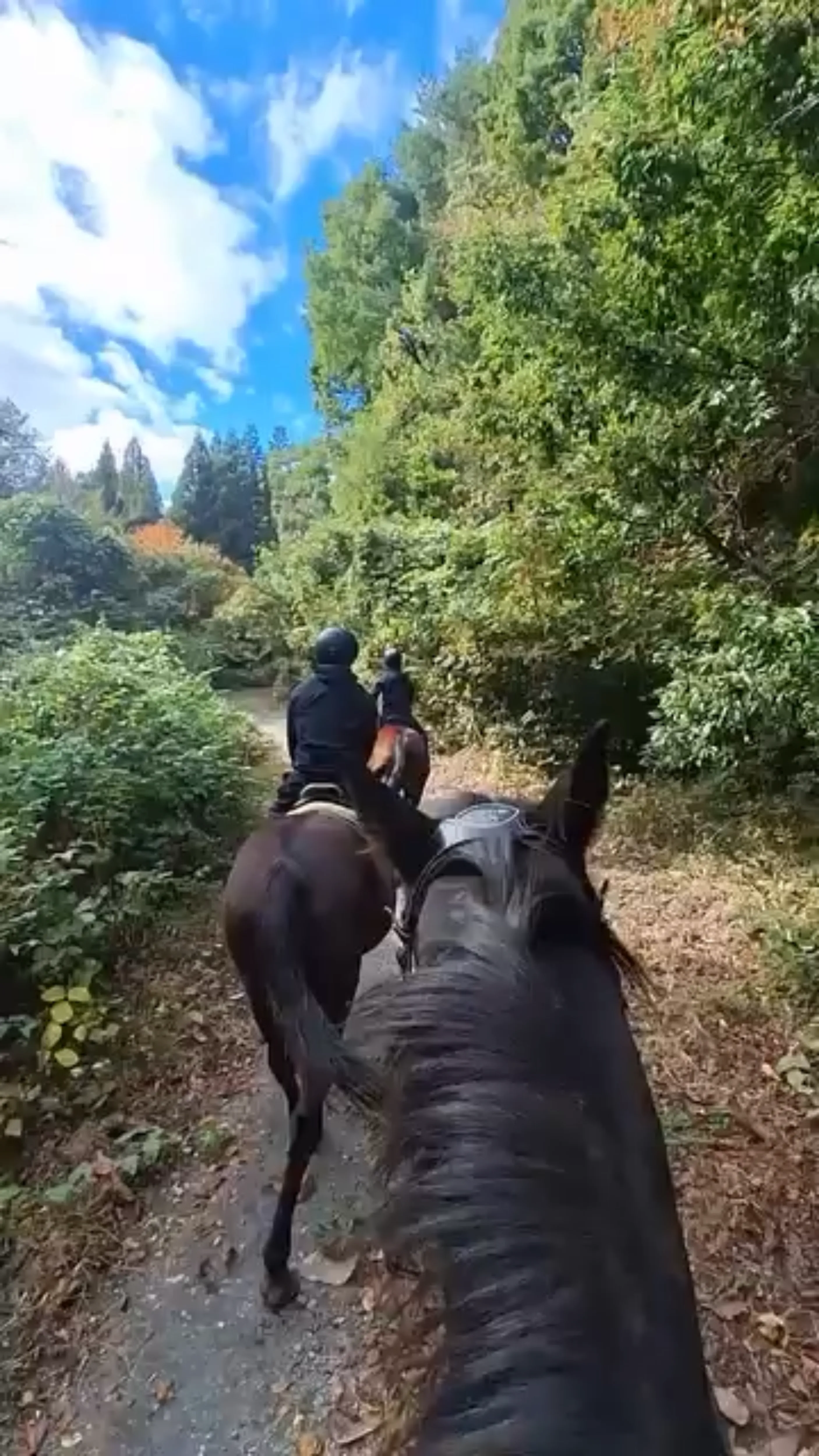外乗コース