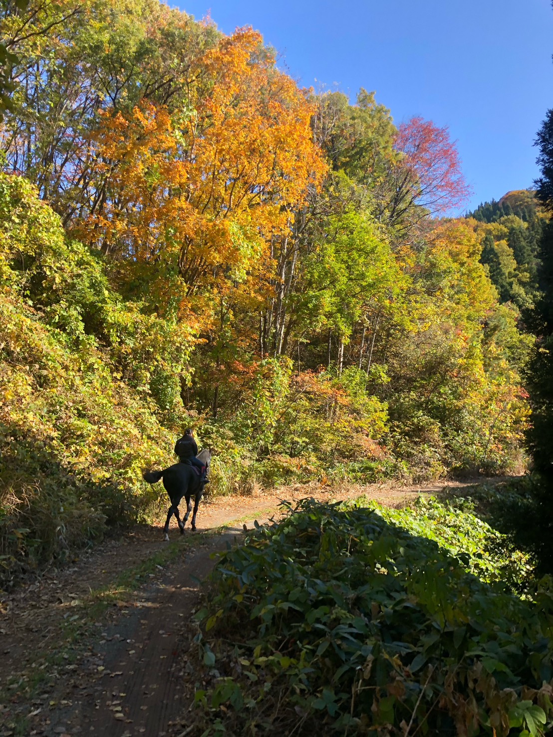 Autumn